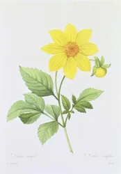 Dalea simplex, engraved by Bessin, from 